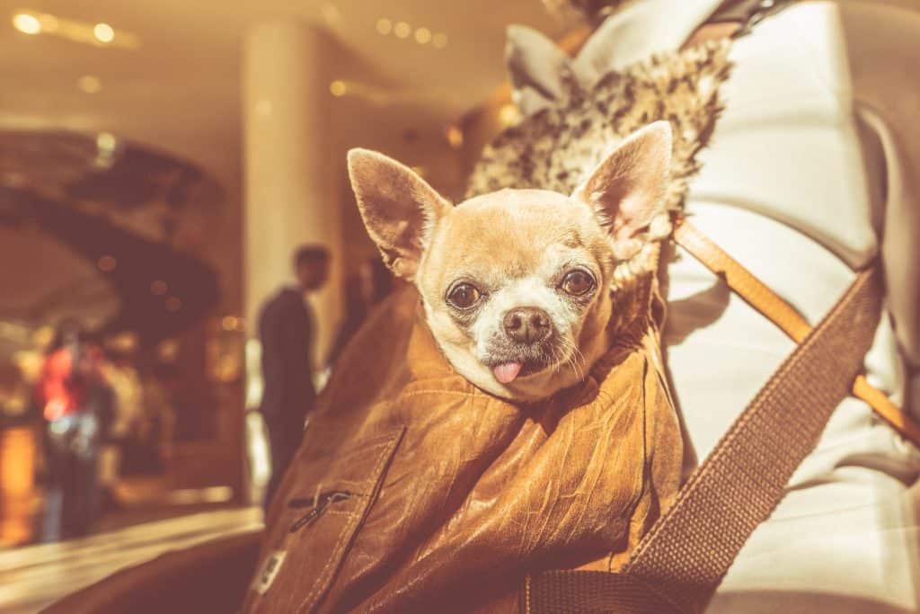 Adopting a Chihuahua can save a life.