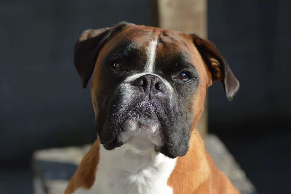 Information on Boxer personality.