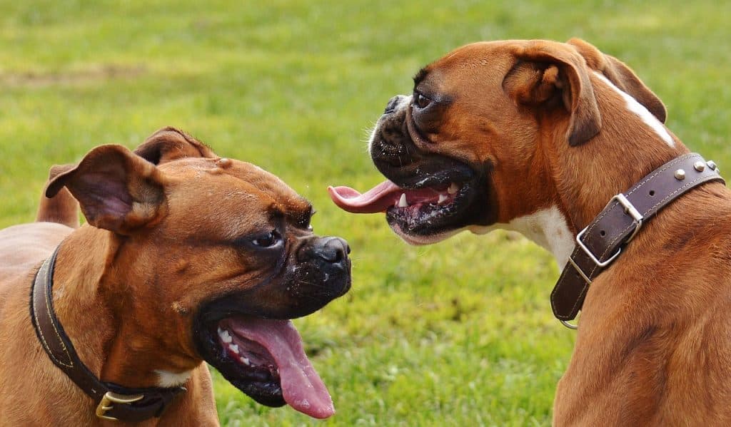 What you need to know about grooming a Boxer.