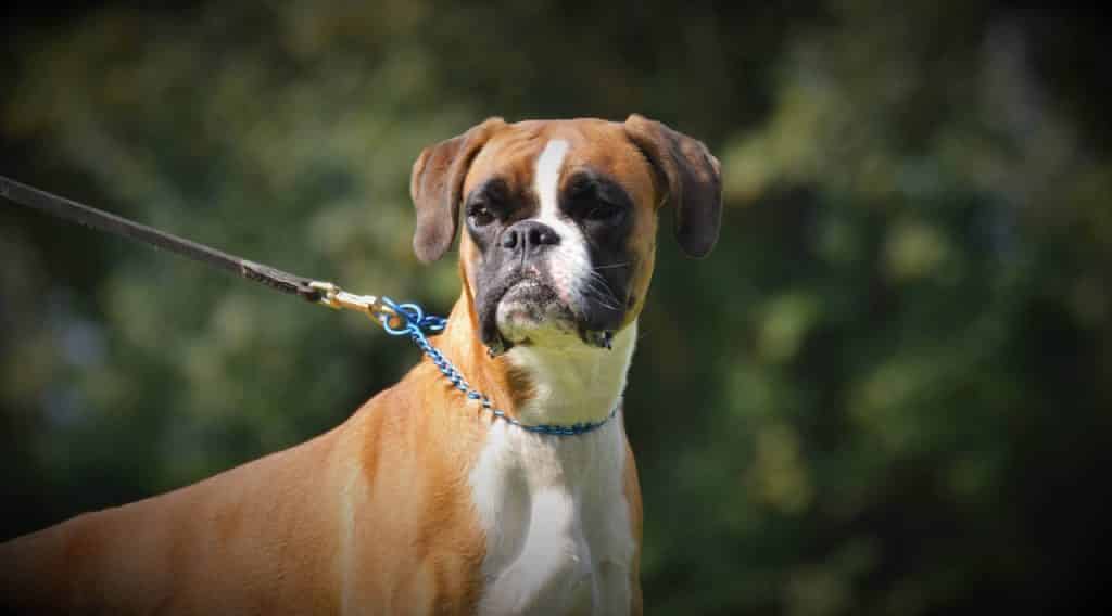 Boxer characteristics you should know.