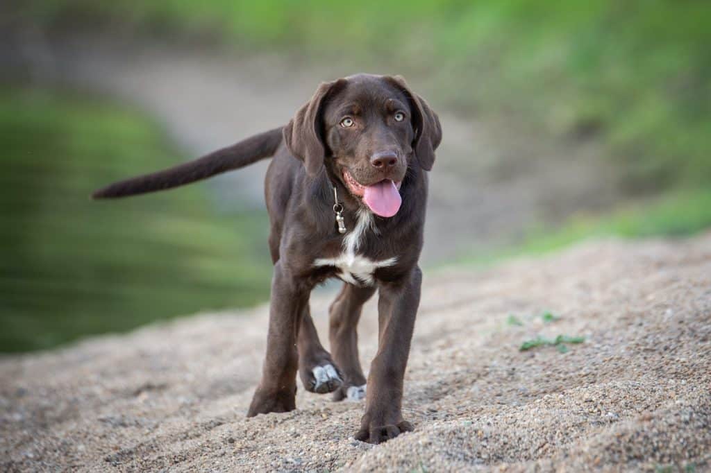 Things you need to know about a chocolate lab.