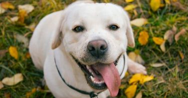 10 Things You Should Know Before Adopting A Labrador