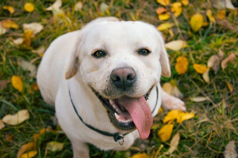 10 Things You Should Know Before Adopting A Labrador