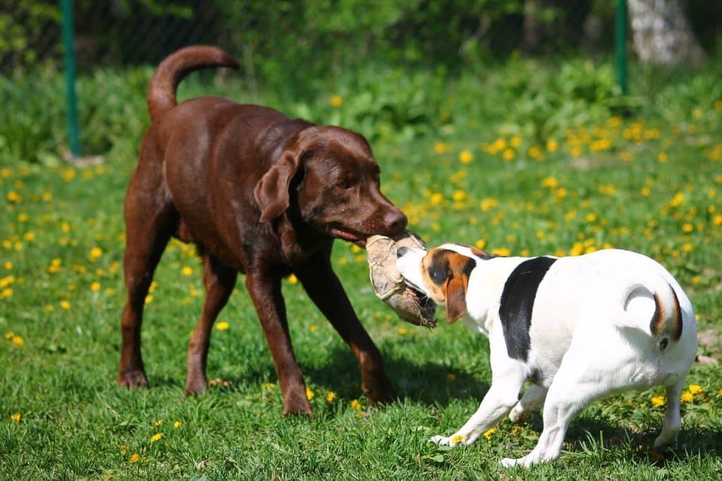 10 facts about Labradors.
