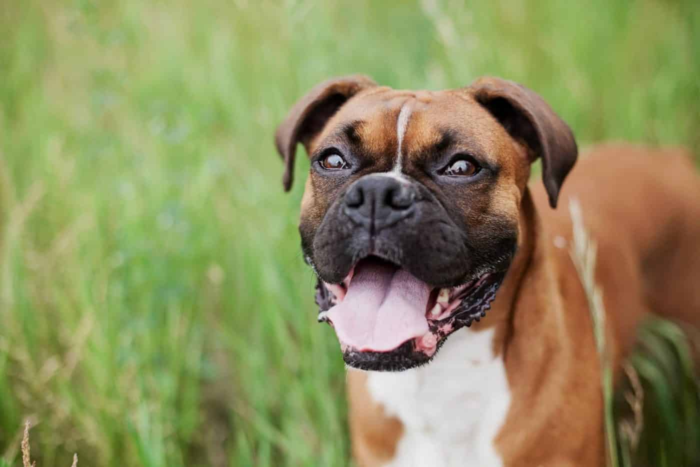 10 Things You Need To Know Before Adopting A Boxer Lens And Leash