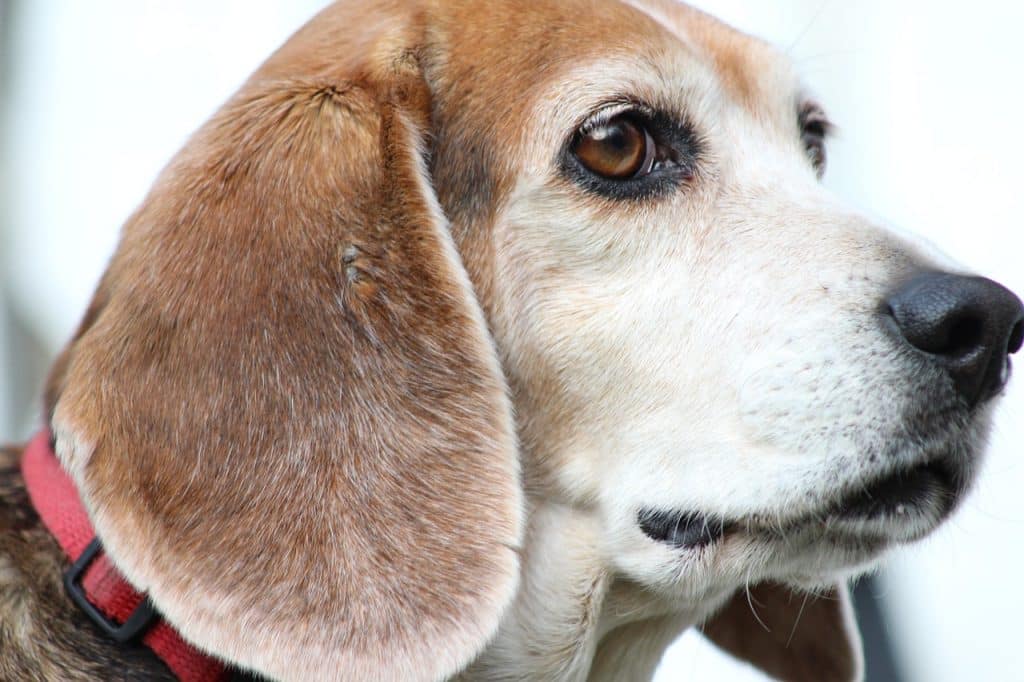 Proper Beagle grooming.