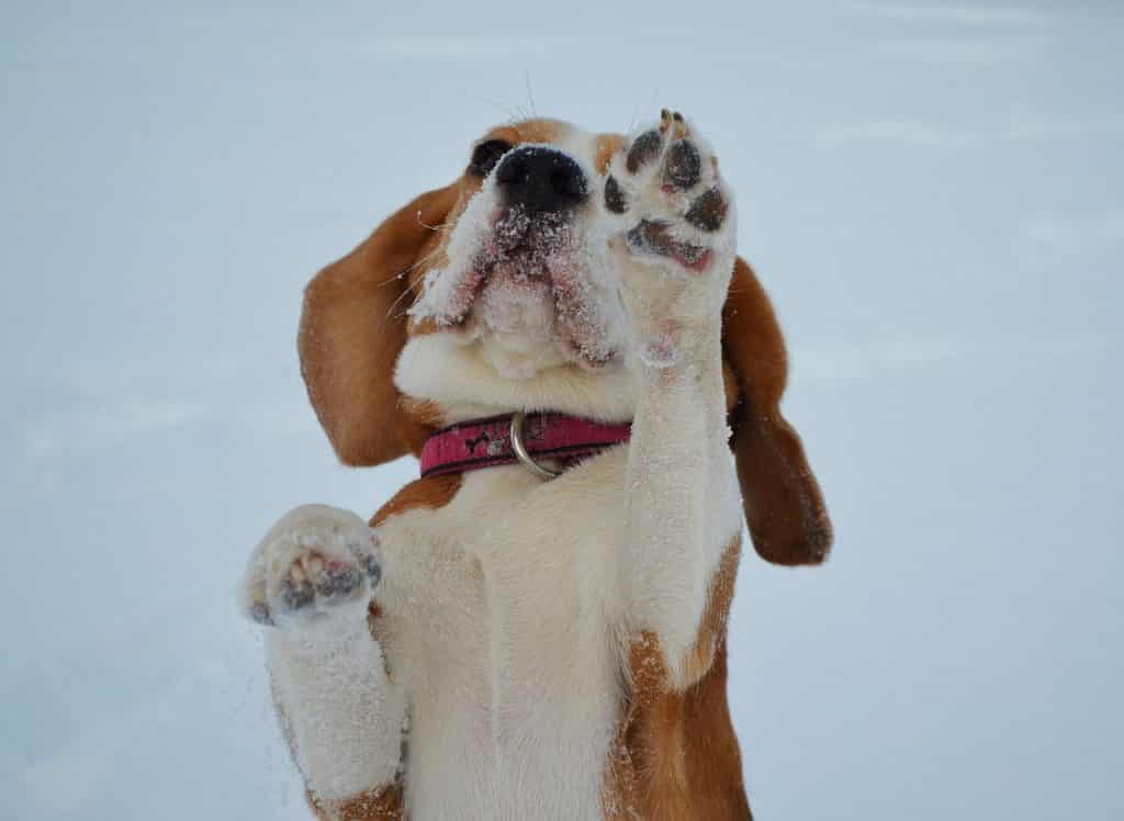 Long haired Beagle on hind legs.
