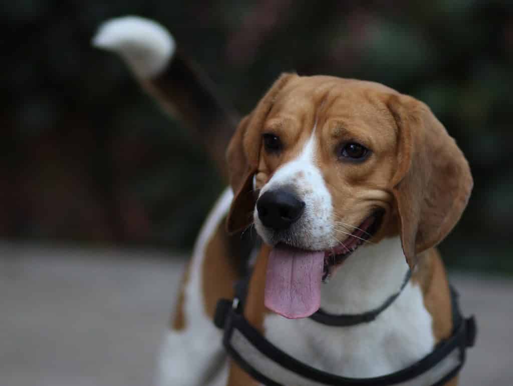Important facts about beagles.