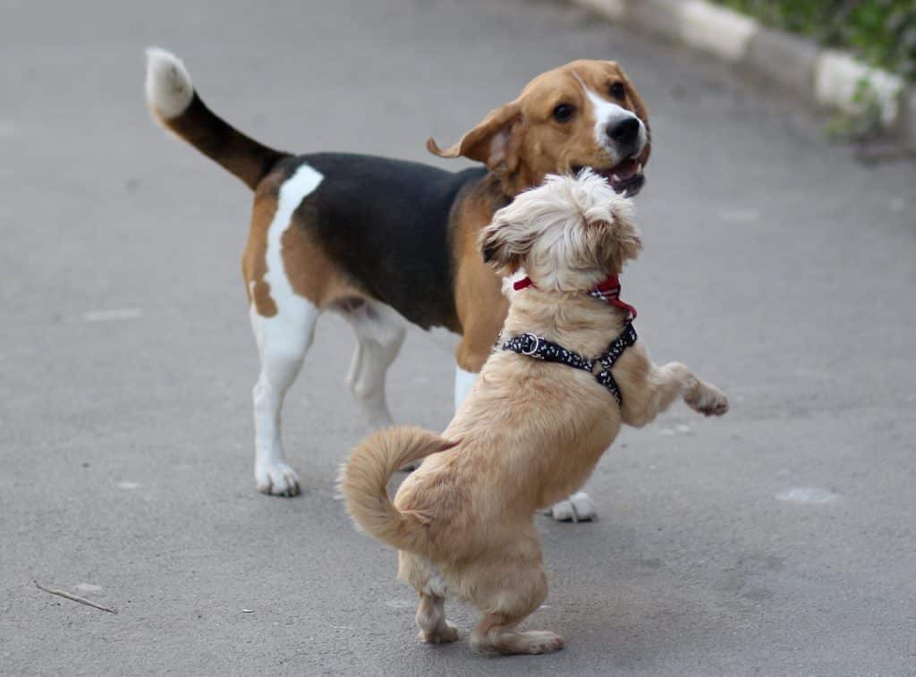 Beagle playing with another dog.