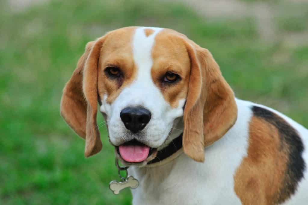 A perfect example of Beagle temperament.