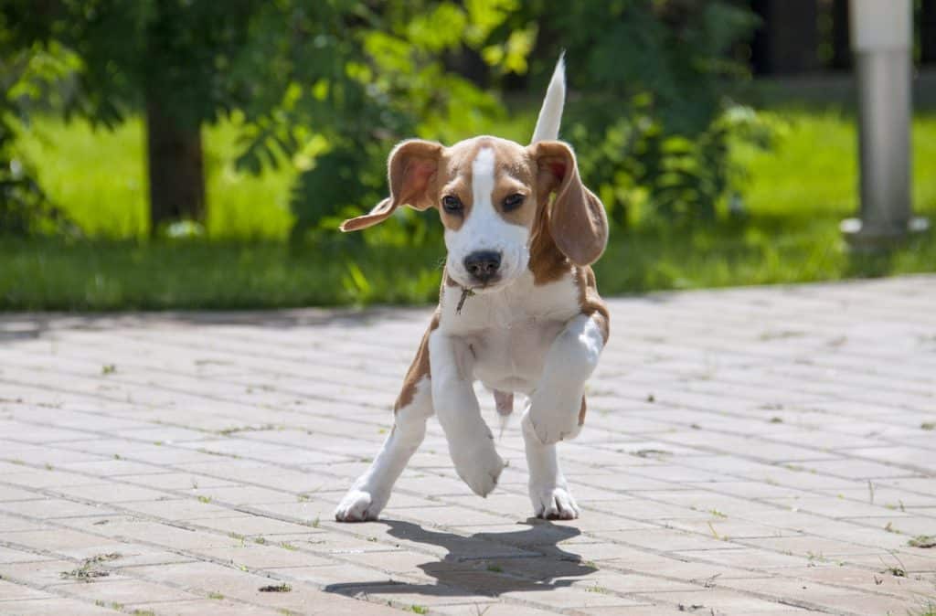 Cute picture of a Beagle puppy.