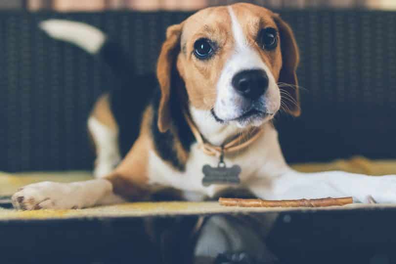 An amazing beagle personality.