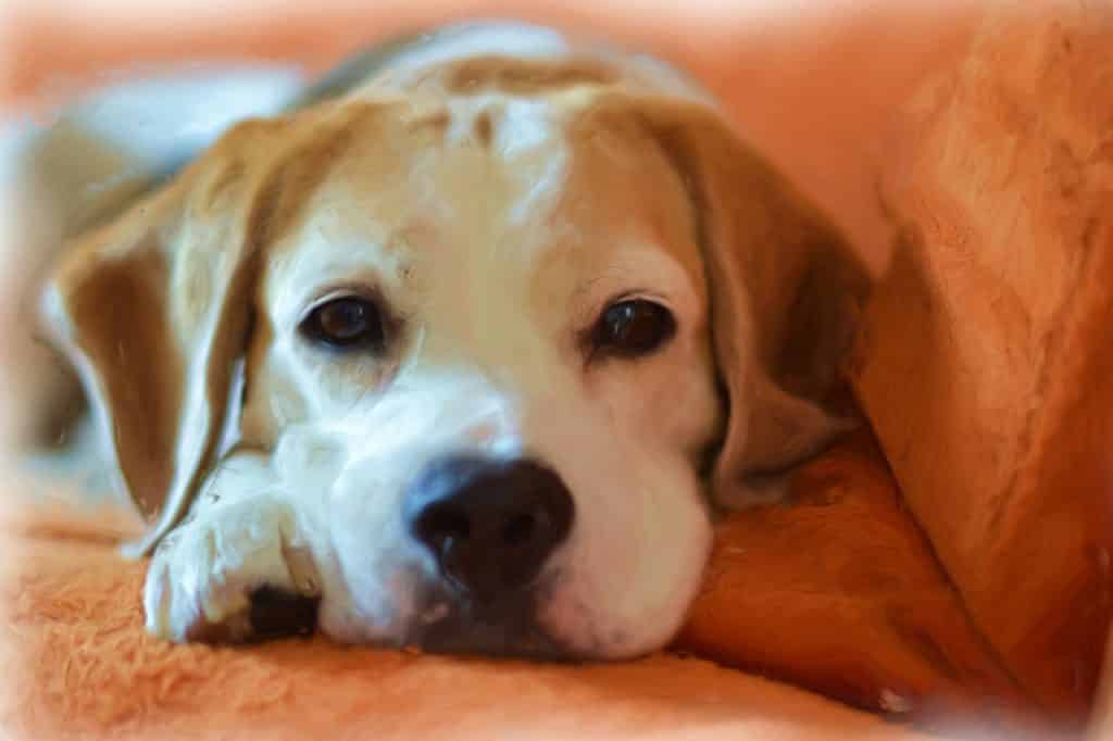 Beagles could be the best dogs for babies.