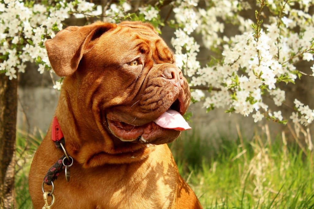 One of the best large dog breeds for families.