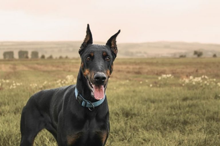Top 10 Easiest Dogs To Train Lens And Leash