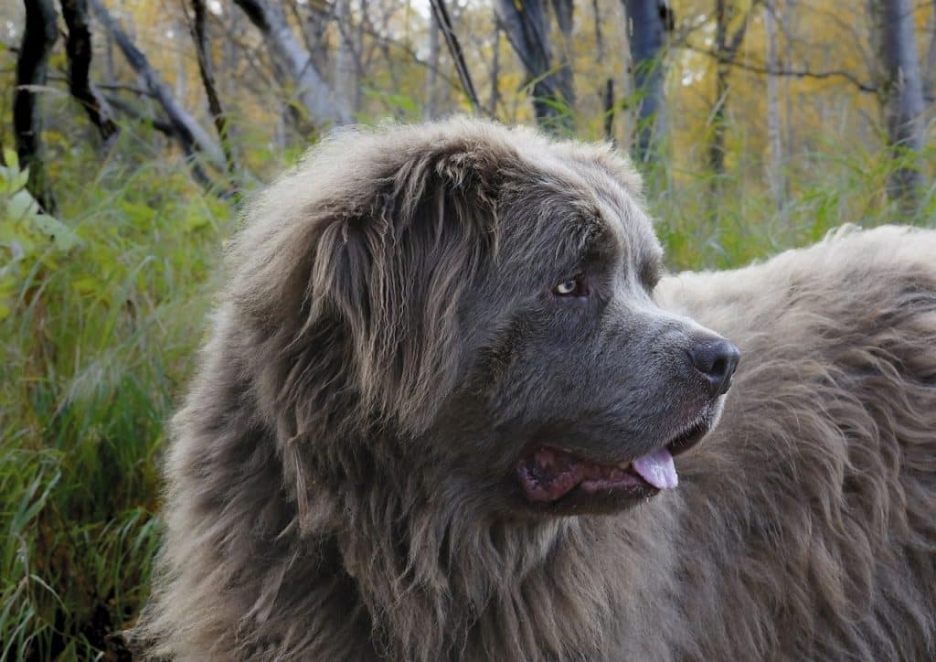 Large dogs that are great for kids.