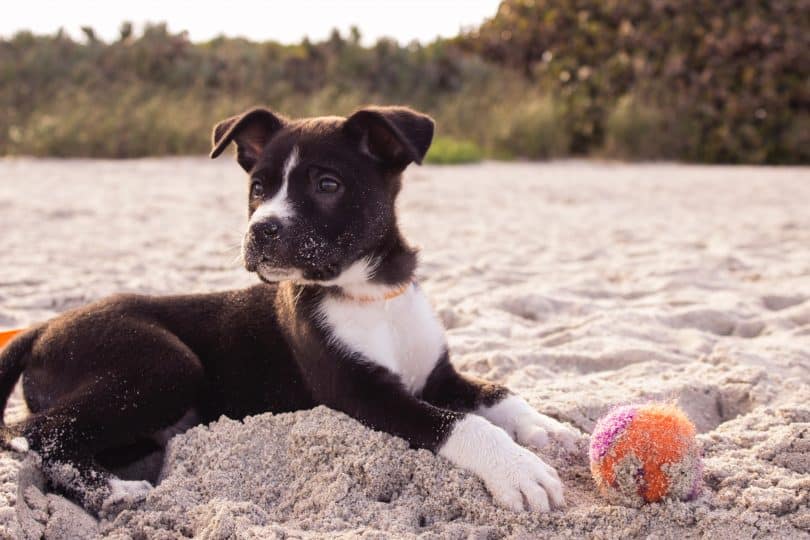 Puppy of a non-shedding dog breed.