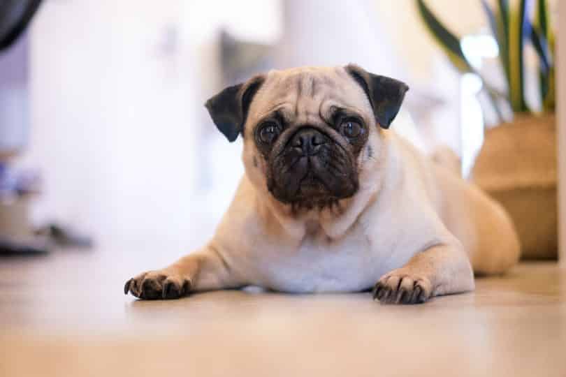 Pugs are one of the best dogs for first time owners.