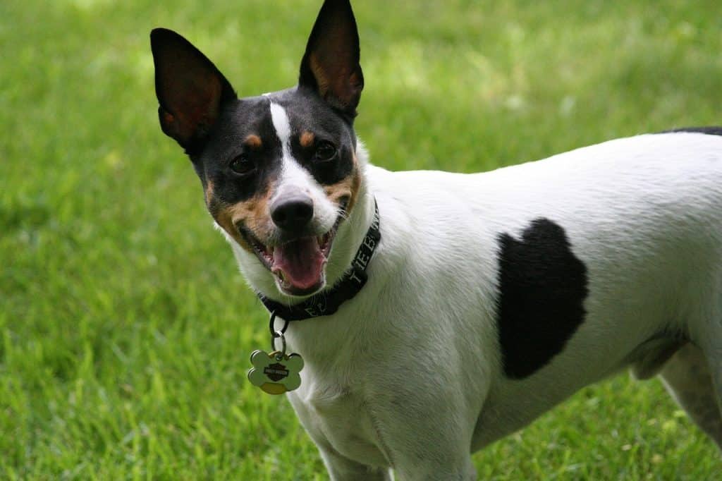 Medium sized black and white Rat Terrier lap dog.