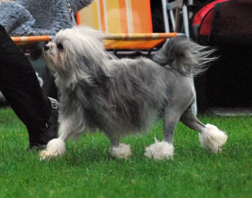 Hypoallergenic dog breed with a long, beautiful coat.
