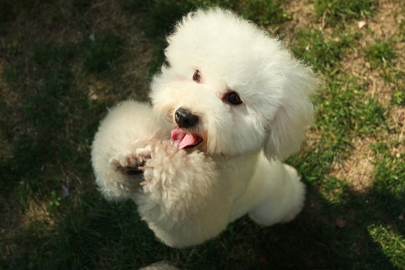 Poodles are some of the best dogs to train.