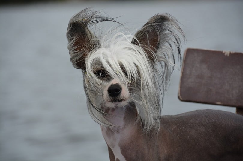Chinese Crested low shed dogs.