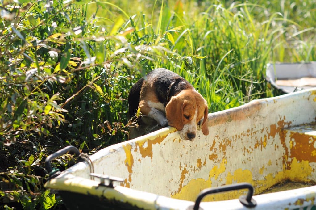 Beagles And Food