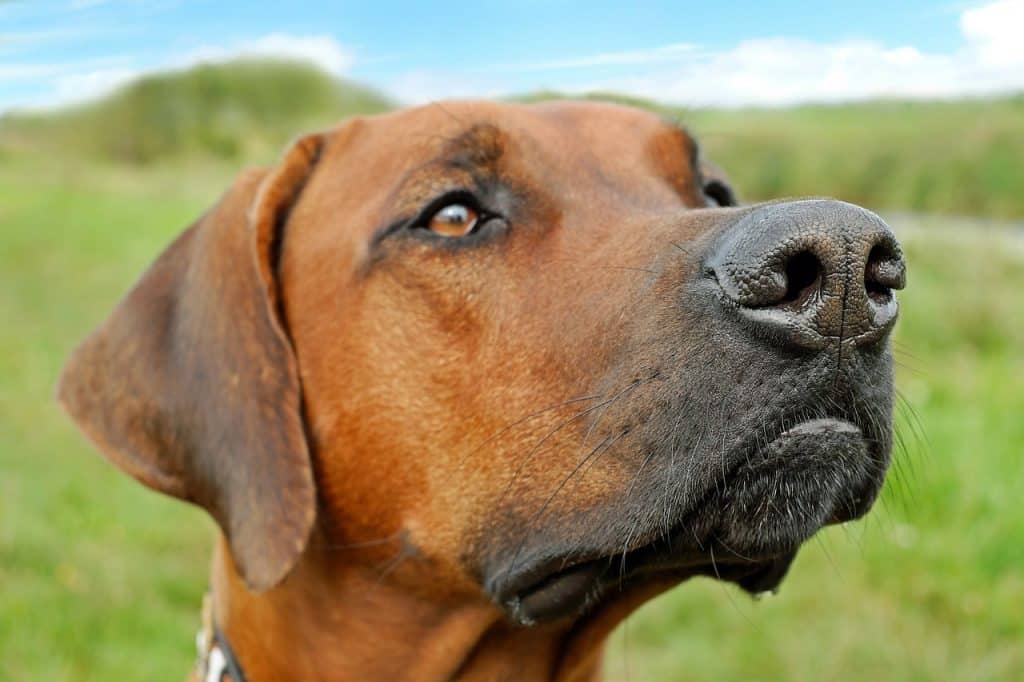 dog breeds that shed the least