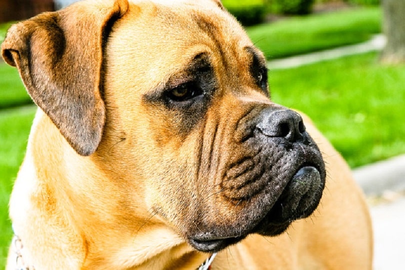 Large Bullmastiff companion dog.
