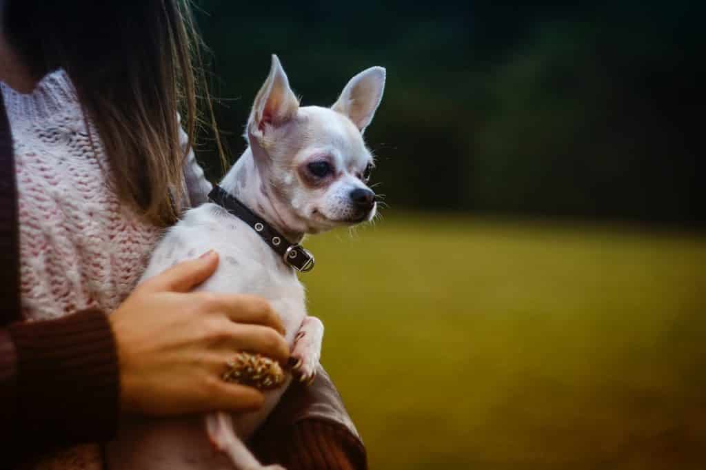 Small dog breeds that are great for companionship.