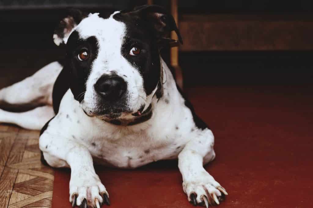 Which Breeds Make The Best Guard Dogs?