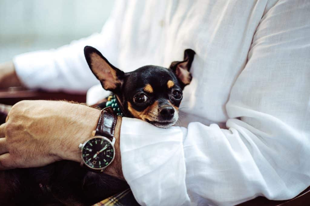 Chihuahuas And Loyalty