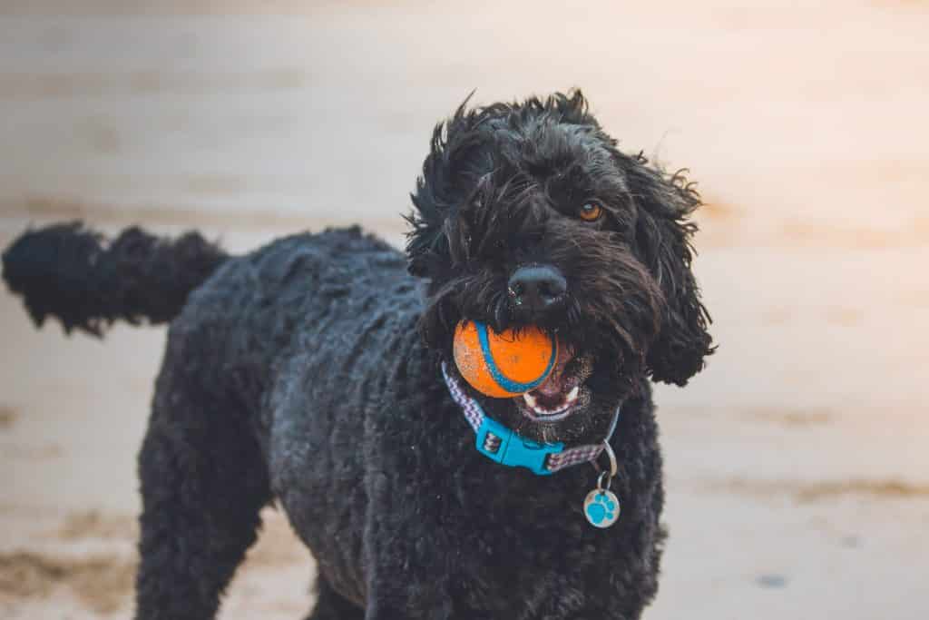 Finding The Top Breed For A Companion