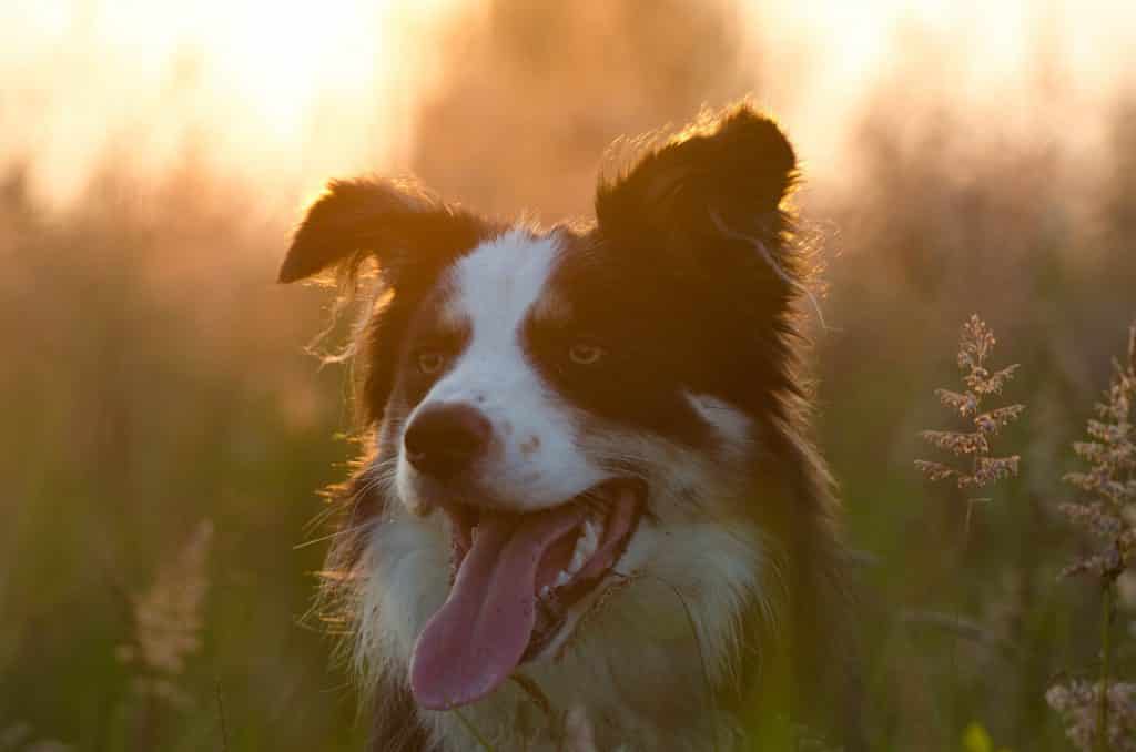 Dogs Without Health Problems