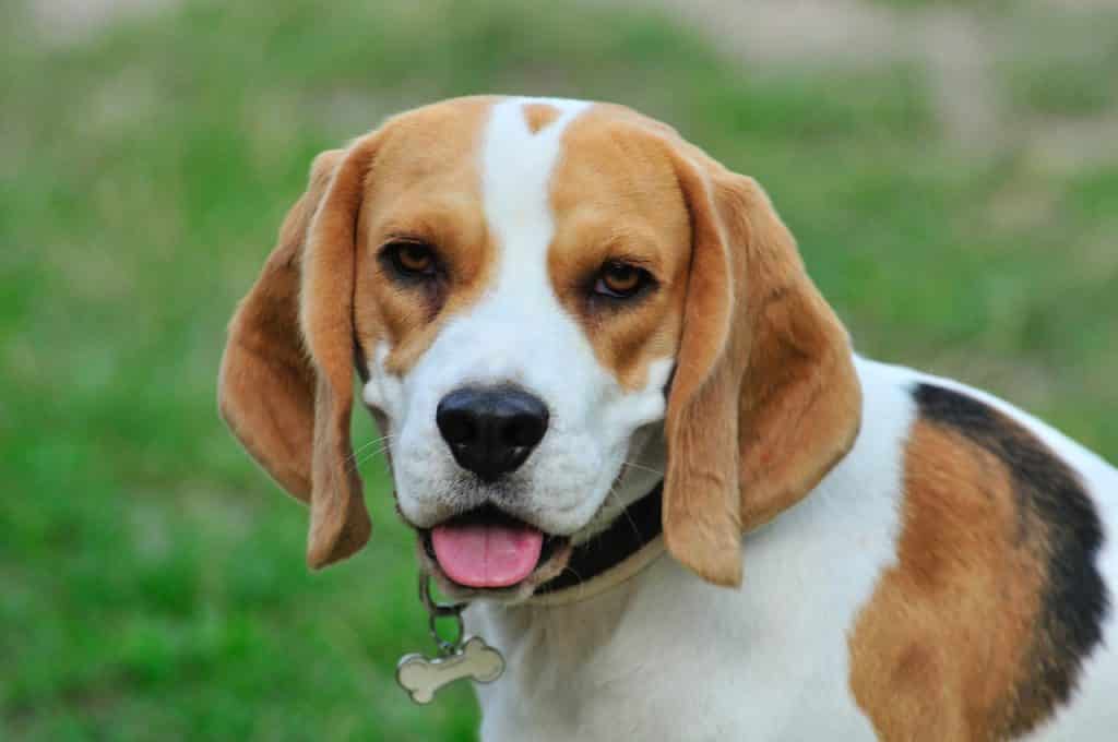 top-10-most-loyal-dog-breeds-lens-and-leash