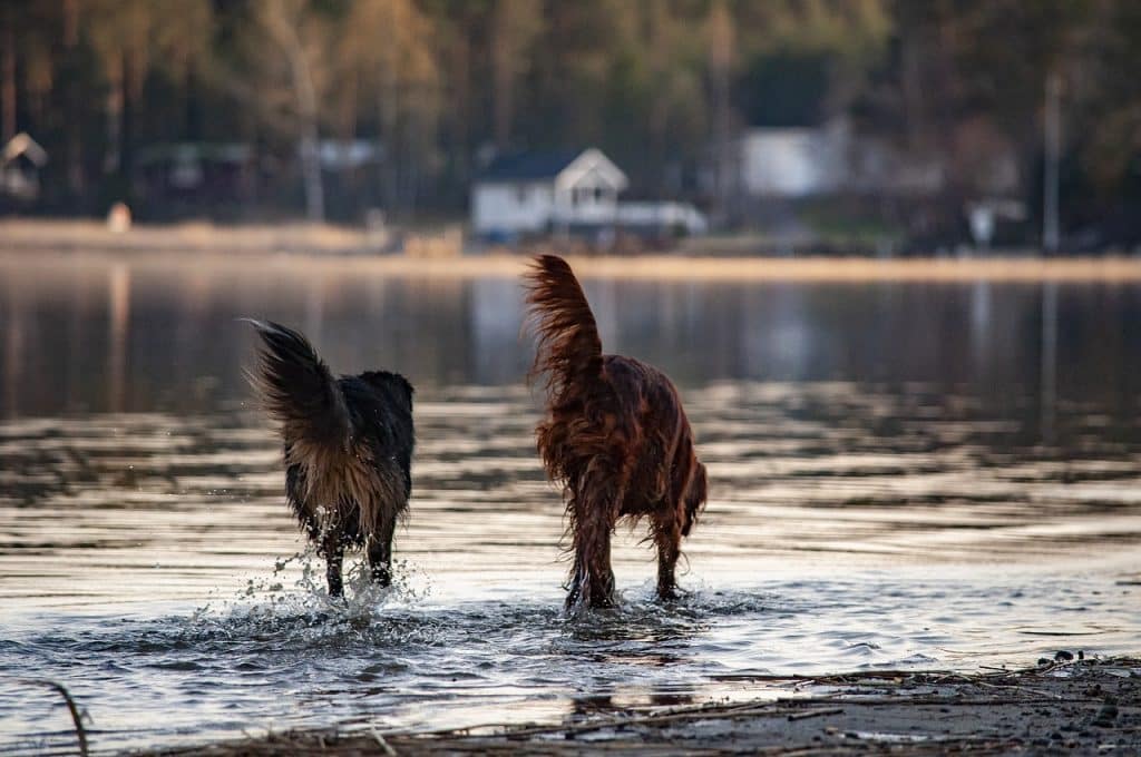 The best water dogs.