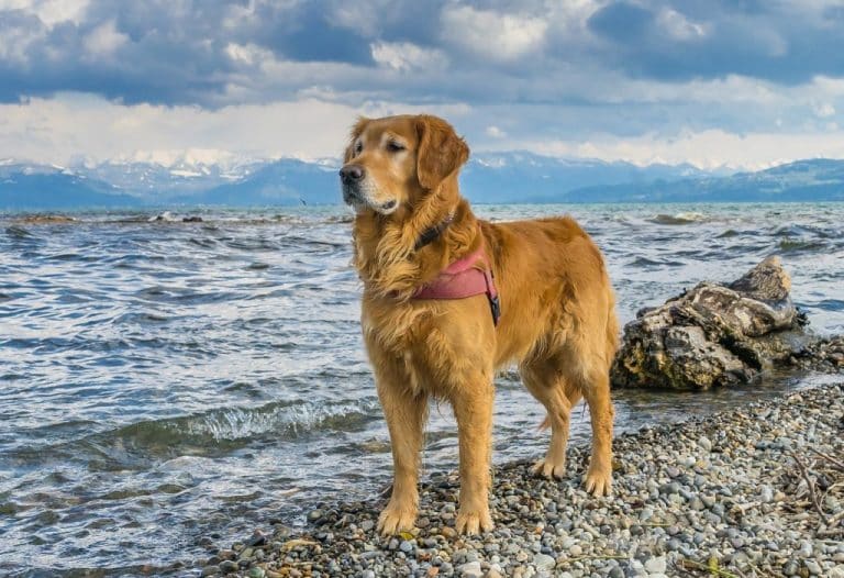 Top 10 Dog Breeds That Love Water Lens And Leash