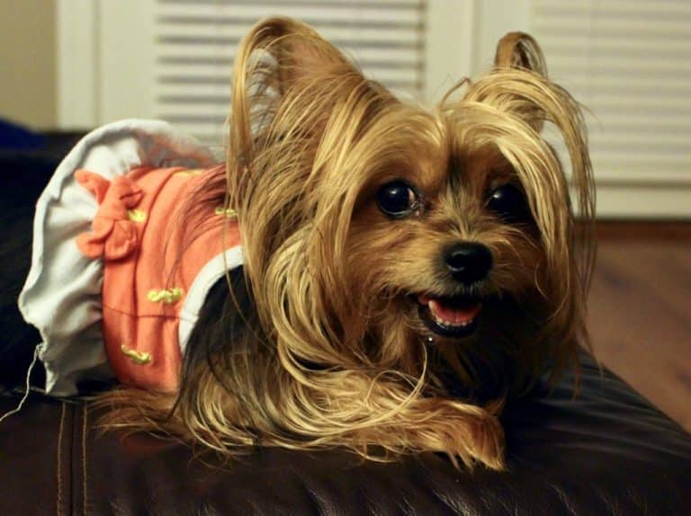 Top 10 Dogs That Shed The Most Lens And Leash