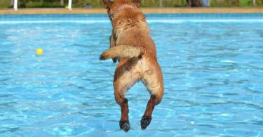 Water loving dog breed.