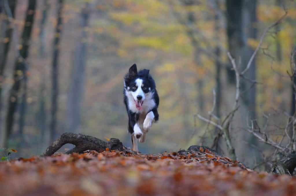 Fast dog breed running in woods.