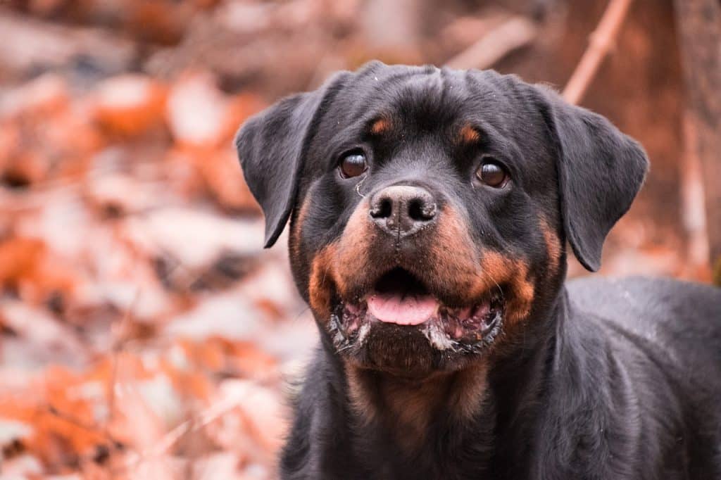 Picture of a loyal Rottweiler