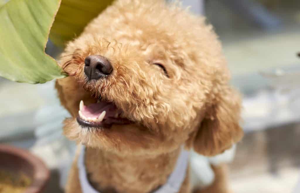 A happy Poodle smiling