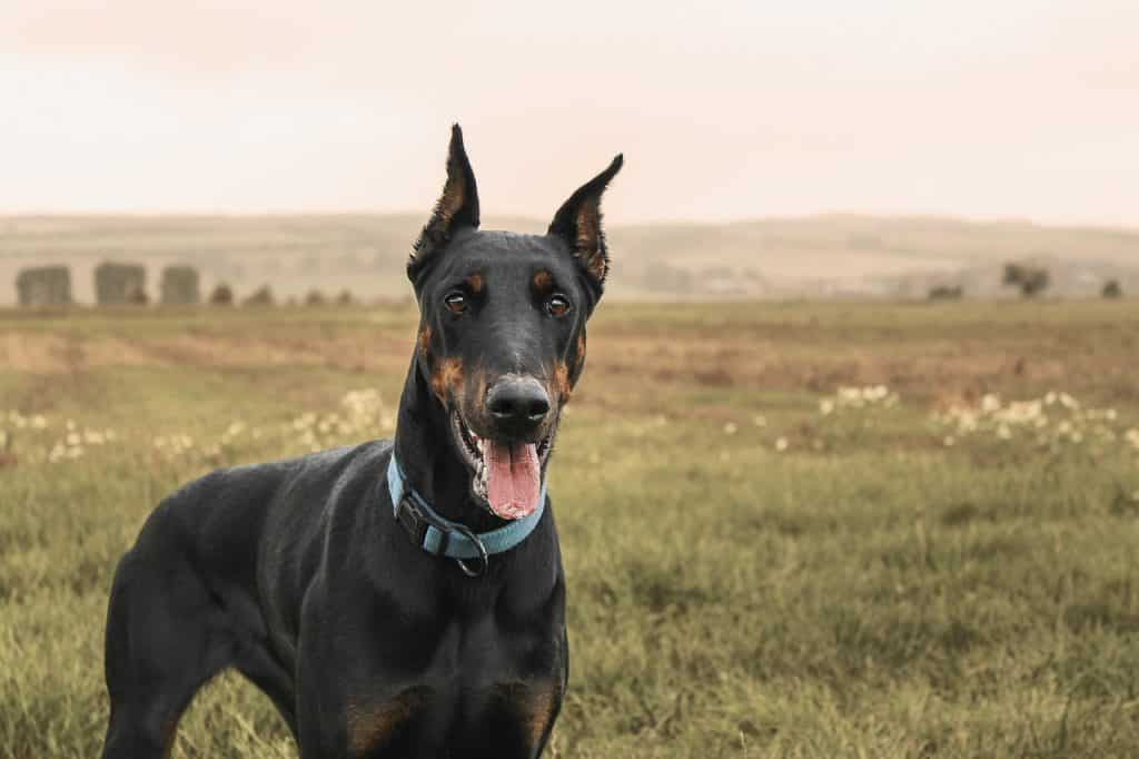 Top dog breeds that are fast.