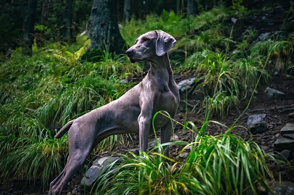 A beautiful image of a fast dog breed.
