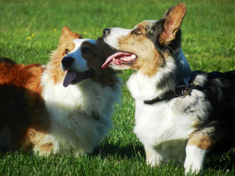 Top 10 Dogs That Shed The Most Lens And Leash