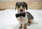 A pooch with an amazing personality poses for a picture while dressed up.