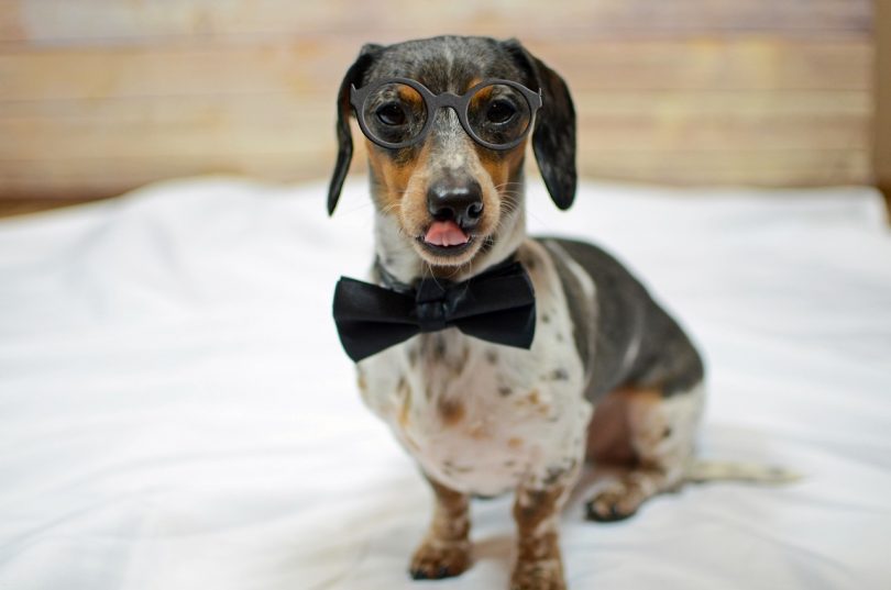 A pooch with an amazing personality poses for a picture while dressed up.