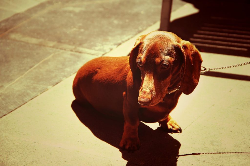 A red dog wearing a collar poses cutely for a quick picture.