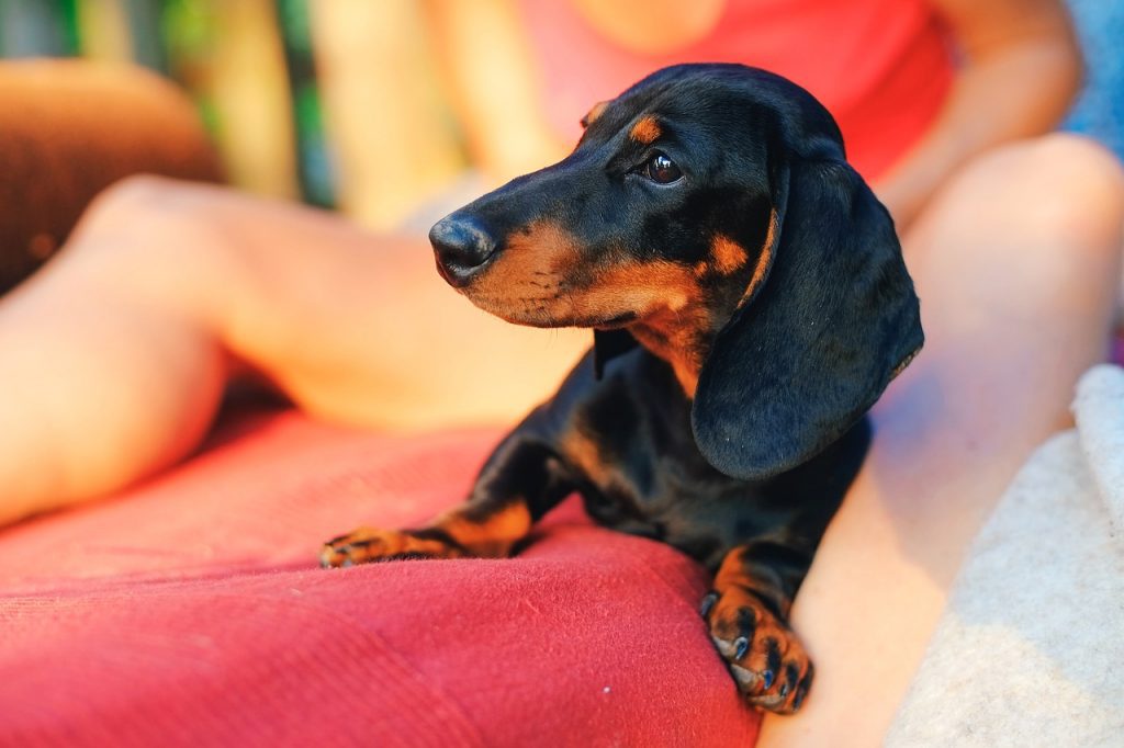 What you should know about a Dachshunds temperment.