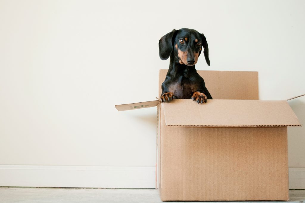 An adorable image of a dog standing in a box.